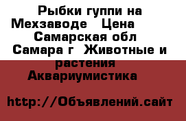 Рыбки гуппи на Мехзаводе › Цена ­ 30 - Самарская обл., Самара г. Животные и растения » Аквариумистика   
